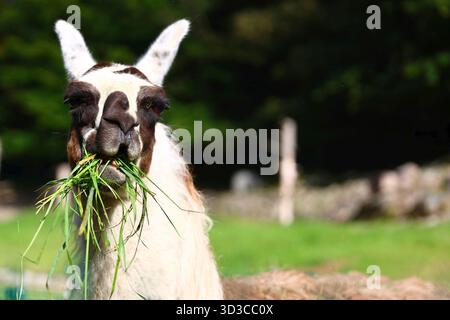 Close-up of a funny Llama Enjoying chewing a Mouthful of Fresh Grass Stock Photo