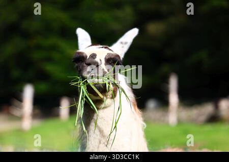 Close-up of a funny Llama Enjoying chewing a Mouthful of Fresh Grass Stock Photo
