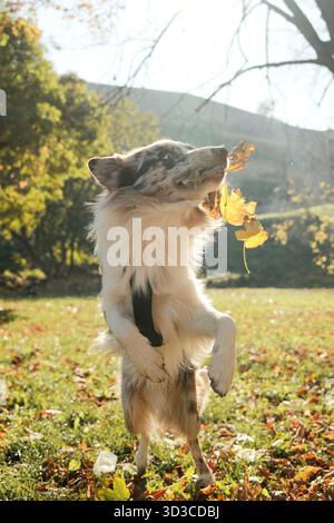 Red merle Border Collie standing on hind legs and catching a leaf in the air under warm autumn sunlight. Stock Photo