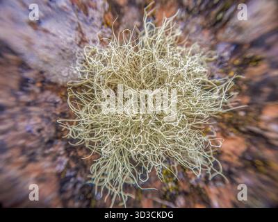Fruticose lichen attached to a rock illuminated by the sunlight, growing in the La Candelaria desert in the eastern Andean mountains Stock Photo