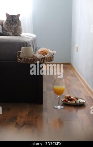 Cozy morning at home with cat, coffee and breakfast in bed — relaxing lifestyle moment with natural light Stock Photo