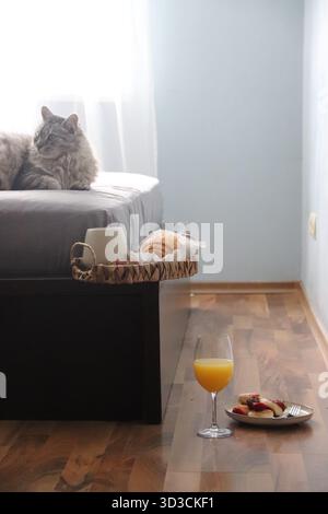 Cozy morning at home with cat, coffee and breakfast in bed — relaxing lifestyle moment with natural light Stock Photo