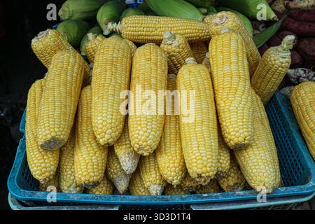 Fresh yellow corn cobs in a basket, symbolizing summer harvest abundance, market produce, and healthy, raw ingredients. Stock Photo
