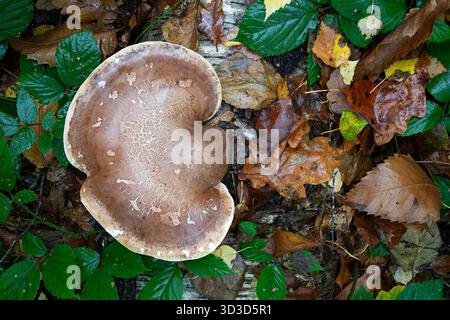 Birch Polypore Fomitopsis betulina,top down view of a large bracket fungus growing on a decaying fallen birch tree among leaves and bramble,Nottingham Stock Photo