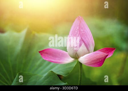 Dew drops on the petals of the beautiful blooming pink lotus flower growing in a pond in Lotus Lianhu Park, Xian, China Stock Photo