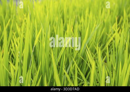 Rice growing slowly on the Longji rice terraces, northeast of China's ...