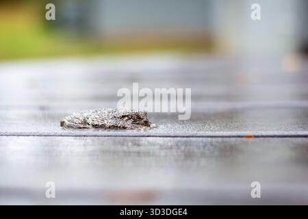 A Gray Treefrog (Hyla versicolor) lying flat on a deck outdoors in the rain Stock Photo