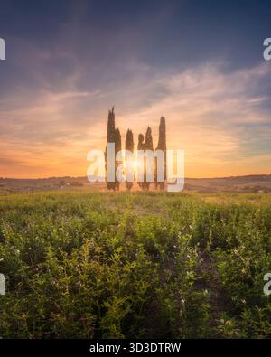 Golden sun setting behind a cluster of silhouetted cypress trees in a field of wildflowers. Vertical view of the Bibbona countryside, Tuscany, Italy Stock Photo