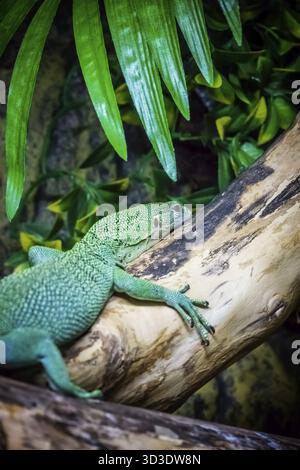 Small green lizard on a tree log in a zoo Stock Photo