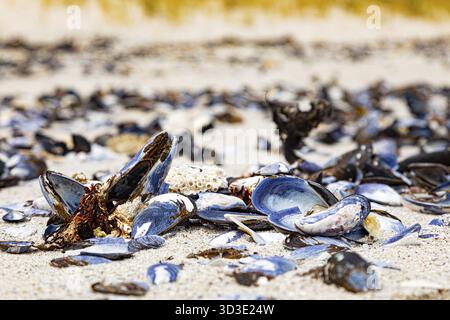 Broken Mussel shells washed up on a beach on the Western seaboard of Cape Town, Scarborough, South Africa Stock Photo