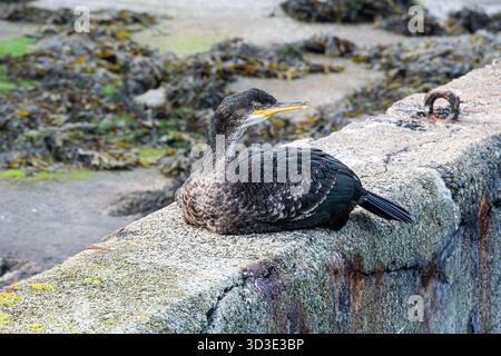 Cormorant (Phalacrocorax carbo) Resting on the Sea Wall Stock Photo