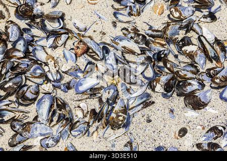 Broken Mussel shells washed up on a beach on the Western seaboard of Cape Town, Scarborough, South Africa Stock Photo