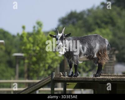 Black goat standing on a wooden platform in an enclosure on the farm in England Stock Photo