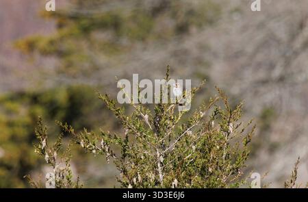 A song Sparrow perched atop a tree facing Stock Photo