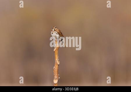 A song sparrow perched atop a branch with blurred background Stock Photo