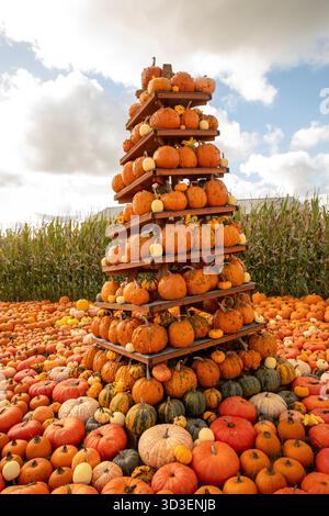 WA28772-00...WASHINGTON - Leaning tower of warty pumpkins decorate the Swans Trail Farm near Snohomish. Stock Photo