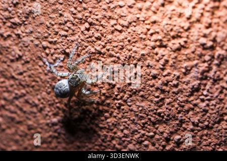 Solitary small spider, an arachnid insect with white abdomen, crawling on rough brown textured background. Macro close up view of tiny creature in its Stock Photo