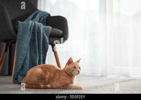 A ginger cat is curled up asleep beside a blue blanket on a modern chair. It rests peacefully on the light carpet. Stock Photo