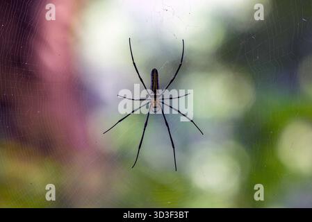 Delicate Spider in Center of Web with Colorful, Blurred Background in Outdoor Garden Scene Stock Photo