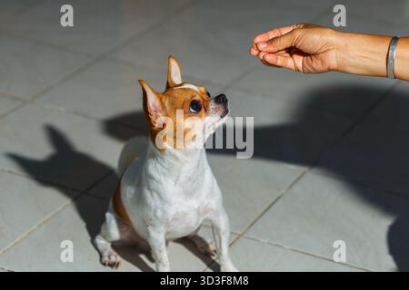 chihuahua dog,puppy is eating,Feeding the dog by hand,Dogs look at food,Dog food on had,blur,Soft focus. Stock Photo