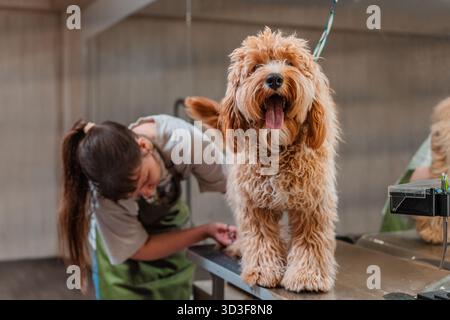 A curly-haired brown dog of the Labradoodle or Cavapoo breed at a grooming salon. The breed of the dog is a cross between a poodle. Stock Photo