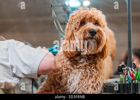 A curly-haired brown dog of the Labradoodle or Cavapoo breed at a grooming salon. The breed of the dog is a cross between a poodle. Stock Photo