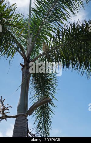 A palm tree with a bird, seen from below against the blue sky, Panama in summer 2023 Stock Photo