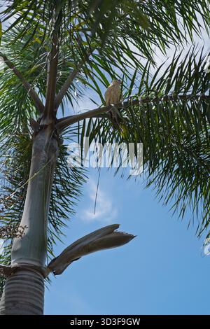 A palm tree with a bird, seen from below against the blue sky, Panama in summer 2023 Stock Photo