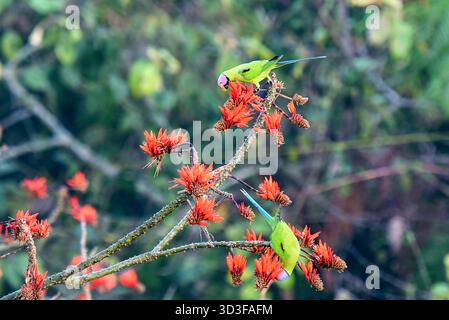 Two Plum-headed Parakeets Perch On Red Flower Branches In A Lush Tropical Nature Scene Stock Photo
