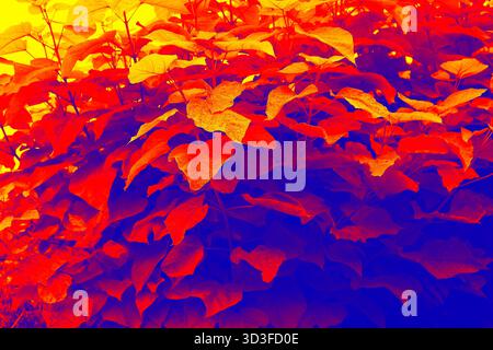 Close up gradient image of catalpa bignonioides aurea summer leaves forming seamless floral motif and fabric patterns. Stock Photo