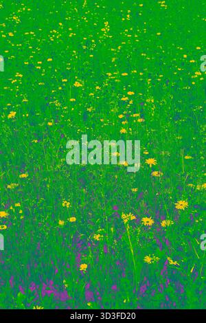 Close up gradient image of wildflowers in a wildflower meadow forming seamless floral motif and fabric patterns. Stock Photo