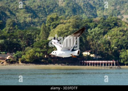 Graceful Seagull In Flight Over Coastal Water With Green Trees And Pier Stock Photo