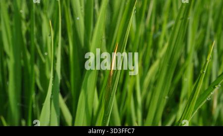 dew drops and green rice leaves Stock Photo