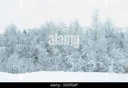 Snow-covered forest on a frosty winter day. Stock Photo