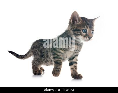bengal cat in front of white background Stock Photo