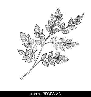 Elegant twigs with leaves, handmade. Vector illustration, Branches isolated on a white background. Suitable for postcards, logos, decorations, invitat Stock Vector