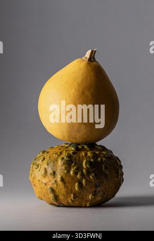 A still life featuring a light yellow smooth pumpkin stacked on a textured, bumpy greenish-yellow pumpkin. Both are set against a simple gray backgrou Stock Photo