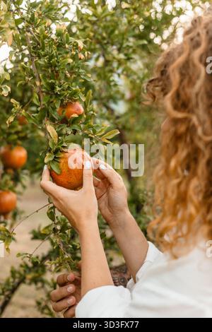 A couple taking ripe pomegranates together in a lush orchard in Turkey, surrounded by vibrant greenery and fruits, a perfect representation of teamwor Stock Photo
