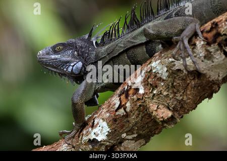 A green iguana perched on a tree branch in Gatun Lake, showcasing its vibrant scales. This image captures the essence of wildlife in the tropical fore Stock Photo