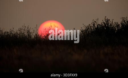 A tranquil sunset sets over a lush grassy field in spring, casting a warm, glowing hue. The silhouettes of wildflowers and grasses create a peaceful, Stock Photo