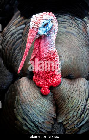 Detailed image of a turkey focusing on its vibrant red and blue head. The textured feathers and unique features showcase the bird's striking natural b Stock Photo