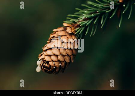 A close-up macro image of a pine cone, highlighting its intricate textures against a serene forest backdrop. The rich details of the cone scales prese Stock Photo