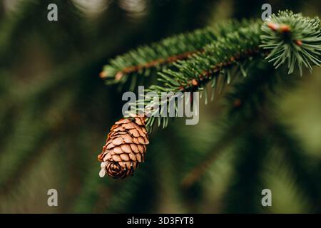 Close-up macro photograph of a pine cone hanging from a green evergreen branch. The background features a soft focus, highlighting the tranquil forest Stock Photo