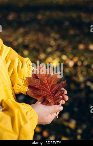 Close up of a man hands wearing a yellow raincoat, delicately holding a large autumn leaf. The background features a soft focus with scattered fallen Stock Photo