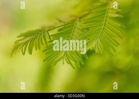 Close-up of Metasequoia glyptostroboides leaves showcasing intricate patterns and vibrant green hues. The image highlights the delicate textures, prov Stock Photo