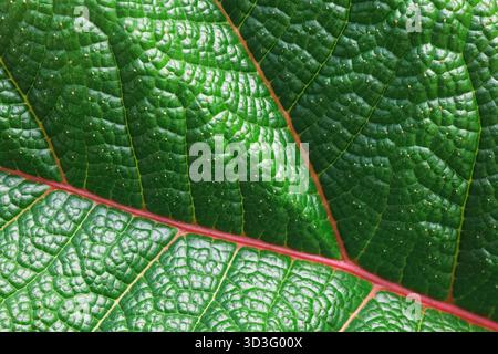 Close-up macro photograph showcasing the vibrant green surface of a Gunnera insignis leaf. The intricate texture and delicate veining create an artist Stock Photo