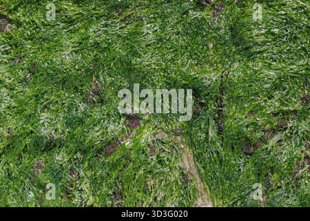 A vibrant close-up of lush green seaweed covering a natural rock surface, capturing the intricate patterns and organic textures found in this unique m Stock Photo