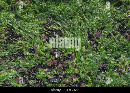 A close-up view of a vibrant marine texture featuring lush green seaweed interwoven with dark mussel shells, creating an intricate natural pattern on Stock Photo