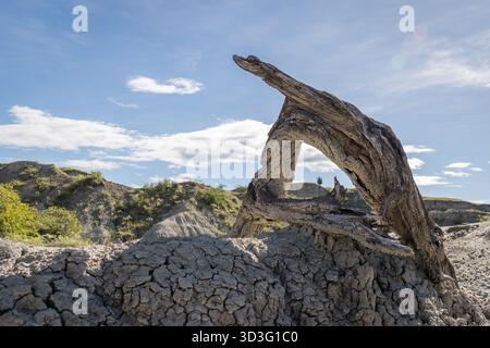 Unique dry tree trunk shaped like a natural sculpture in Tatacoa Desert’s Valley of the Ghosts, Colombia. Dramatic arid landscape with cracked earth, Stock Photo