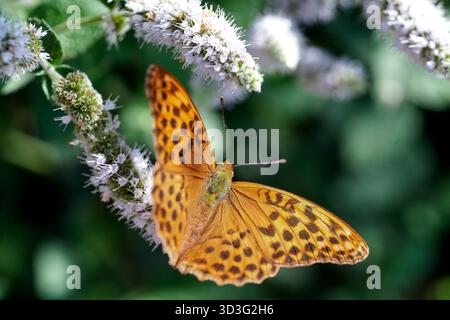 A close-up of an Argynnis paphia butterfly with vivid orange wings and black patterns resting on a cluster of white flowers, showcasing the beauty of Stock Photo